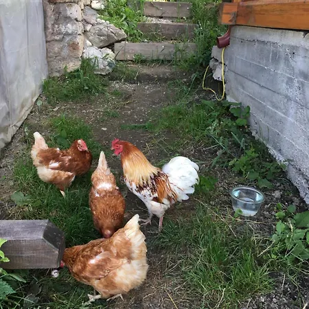 Brvnara Ruska Sauna Cajetina (Zlatibor)